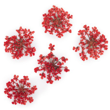 Suszone kwiatki MollyLac Red