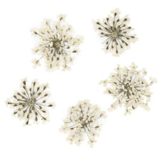 Suszone kwiatki MollyLac White 